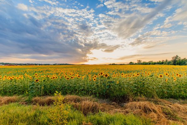 landscape, nature, grass, horizon, cloud, plant