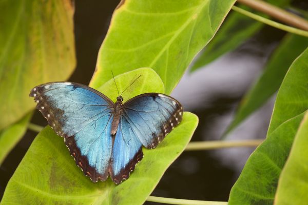 Natur,Flügel,Blatt,Blume,Grün,Insekt