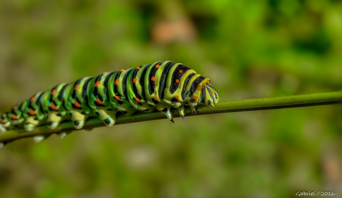 Příroda, zelená, hmyz, makro, fauna, bezobratlý, housenka, zblízka, zvěř, naturaleza, oruga, larva, ggl1, gaby1, xovesphoto, sonydscrx10iii, sonyrx10iii, rx10iii, rx10m3, animales, makro fotografie, závod stonek, můry a motýli