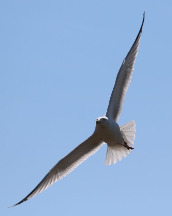 natura,uccello,ala,cielo,uccello marino,volante