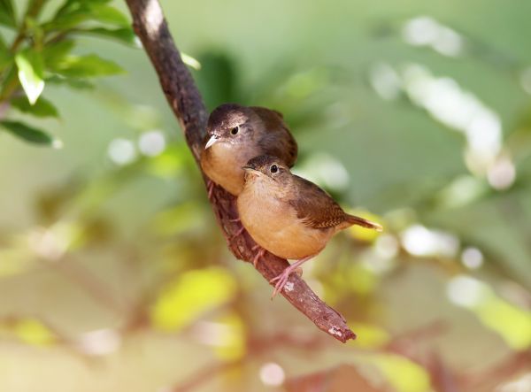 naturaleza,rama,pájaro,hoja,flor,mirando