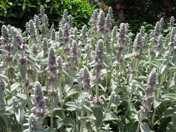 plante, fleur, herbe, floral, botanique, jardin