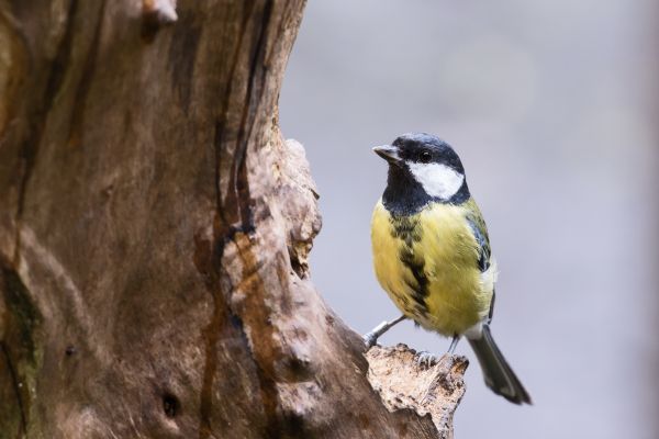 natur,gren,fågel,vilda djur och växter,näbb,fauna