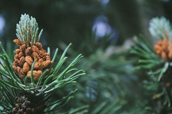 árbol, naturaleza, rama, planta, hoja, flor