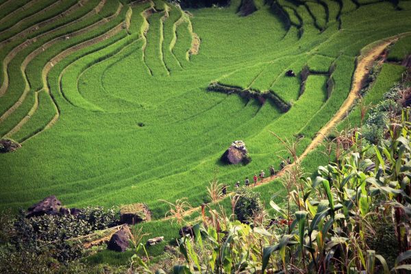 paysage,arbre,la nature,herbe,Montagne,champ