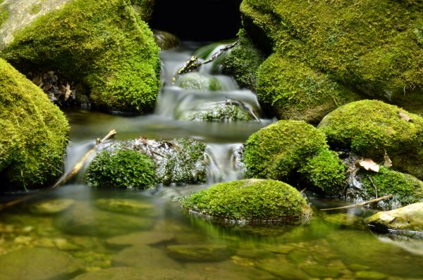 Baum, Wasser, Natur, Rock, Wasserfall, Pflanze