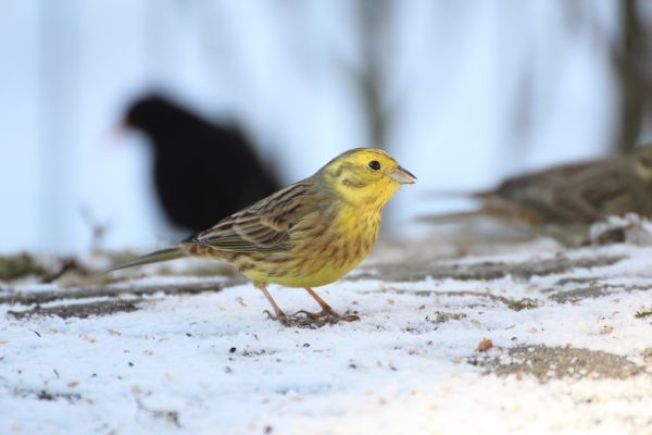 自然, 雪, コールド, 冬, 鳥, ブランチ