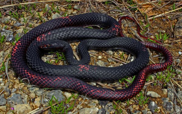 natur, djur-, vilda djur och växter, vår, kanon, röd