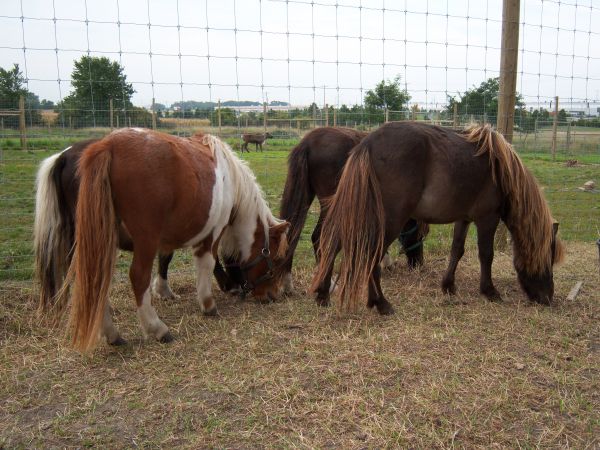 eng,græs,græsning,hest,pattedyr,flok