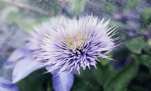 la nature,fleur,plante,fleur,Floraison,botanique