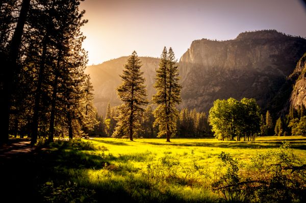 landscape, tree, nature, forest, grass, wilderness