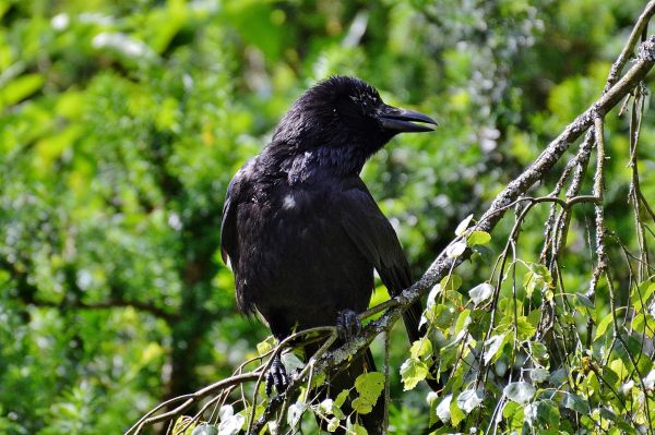 la nature, branche, oiseau, animal, faune, mouche