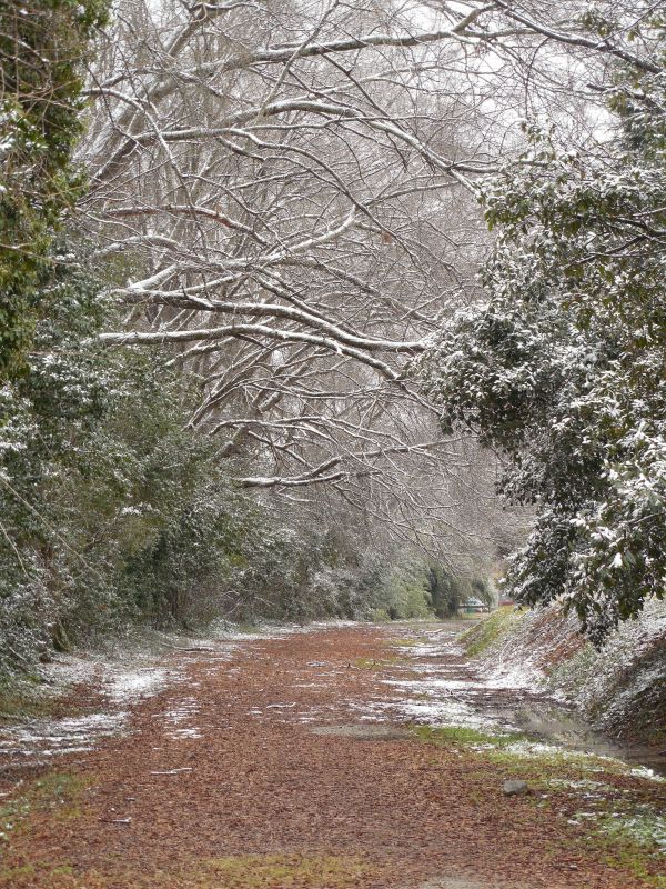 paisaje,árbol,naturaleza,bosque,camino,césped