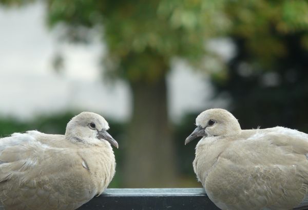 kuş,kanat,toplantı,Vahşi hayat,gaga,fauna