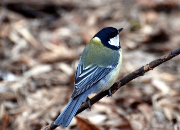 natur,gren,fågel,vinge,djur-,vilda djur och växter