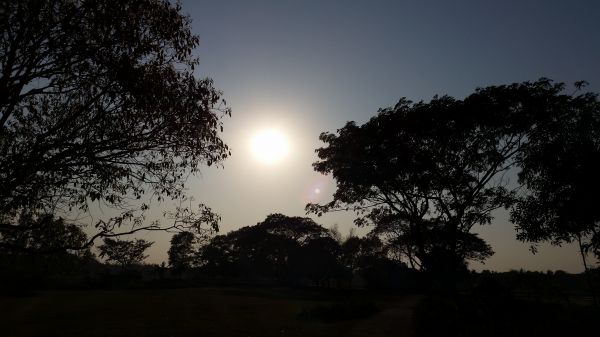 landscape, tree, nature, horizon, light, cloud