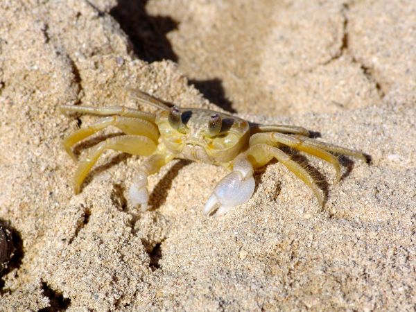 de praia, Comida, frutos do mar, marisco, fauna, caranguejo