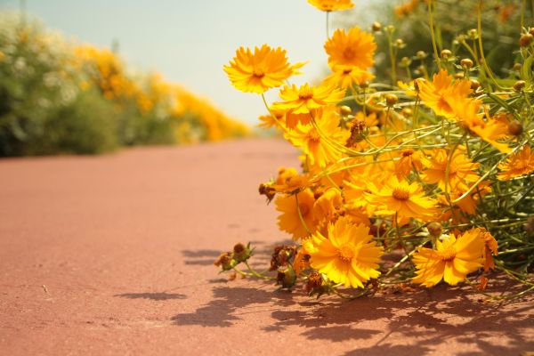 albero,natura,pianta,luce del sole,foglia,fiore