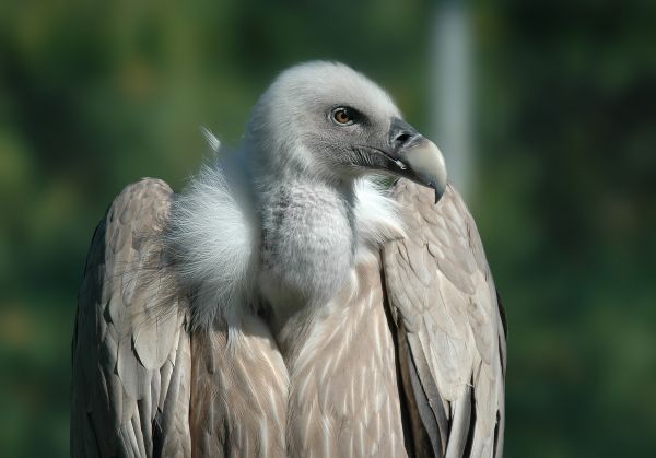 nature,bird,wing,wildlife,beak,fauna