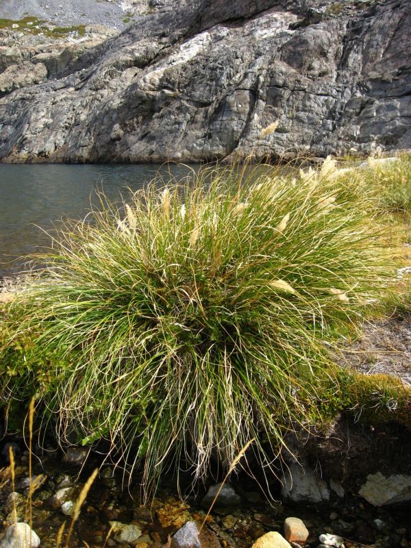 peyzaj,ağaç,doğa,çimen,Kaya,bitki