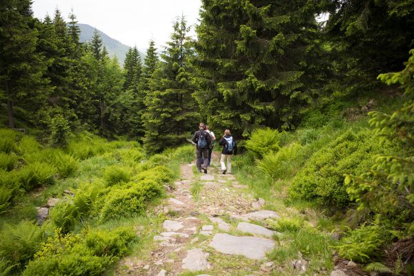 krajina,Příroda,les,cesta,Venkovní,divočina