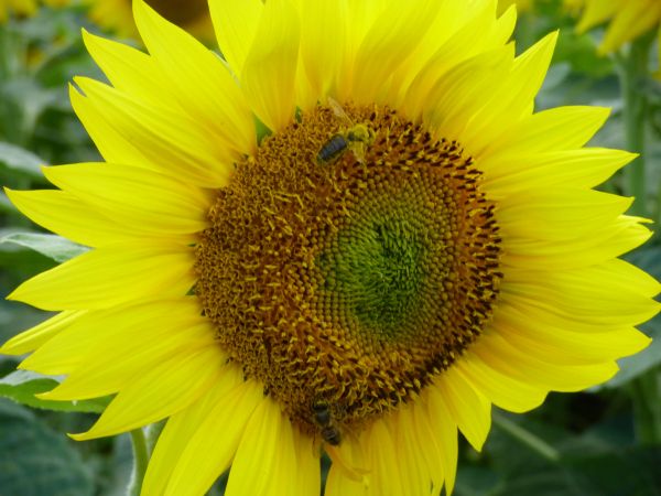 natur, plante, blomst, kronblad, flor, sommer