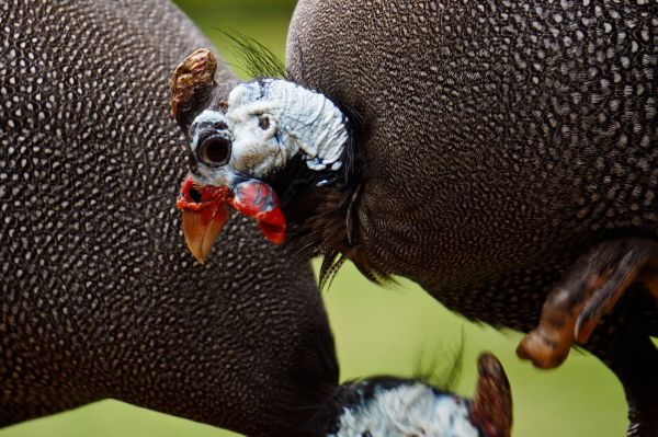 príroda,vták,zviera,zver a rastlinstvo,cicavec,fauna