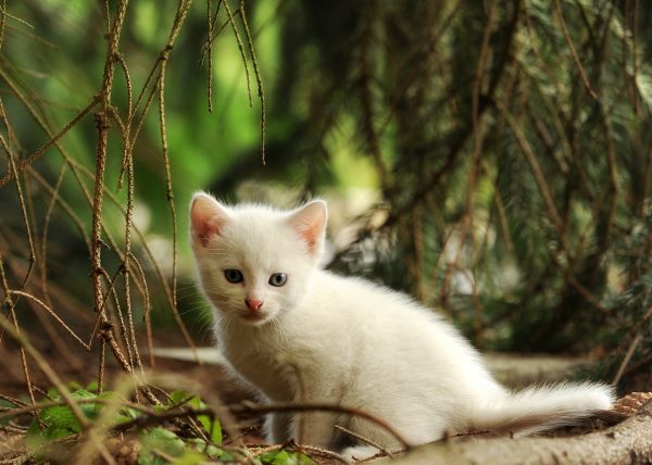 nature,kitten,cat,mammal,whiskers,fauna