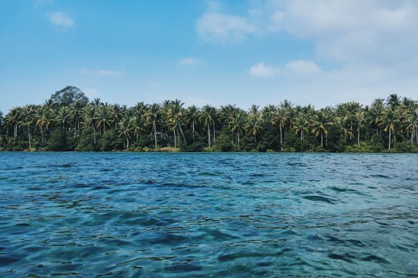 sea,coast,tree,water,ocean,palm tree