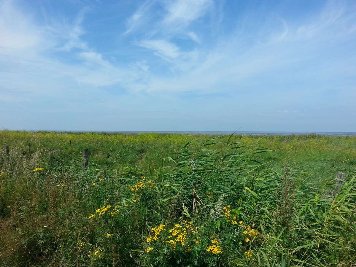 Landschaft, Gras, Horizont, Sumpf, Wildnis, Pflanze, Himmel, Feld, Wiese, Prärie, Hügel, Blume, Ernte, Weide, Boden, Landwirtschaft, Savanne, Ebene, Wildblume, Wiese, Vegetation, Feuchtgebiet, Plateau, Lebensraum, Nordsee, Ökosystem, Cuxhaven, Steppe, ländliches Gebiet, natürlichen Umgebung, geographische Eigenschaft, Grasfamilie, Ecoregion