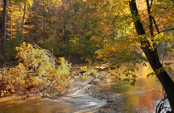 arbre, la nature, forêt, cascade, ruisseau, région sauvage