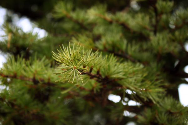 träd, natur, gren, växt, blad, blomma