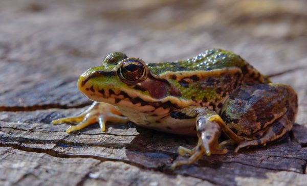 natur,Foto,dyreliv,makro,frø,tudse