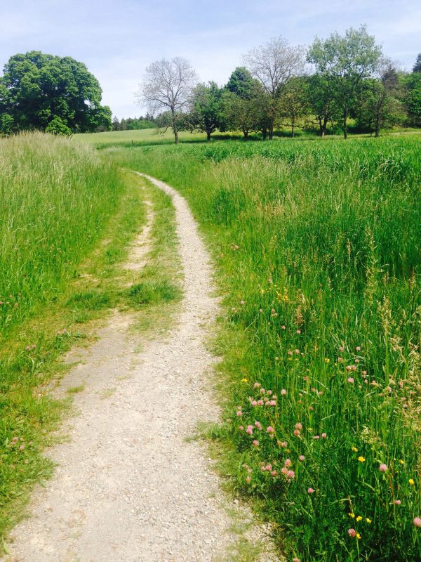 landskap, tre, natur, skog, gress, anlegg