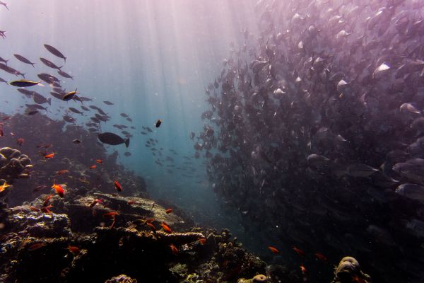 mare,apă,ocean,sub apă,biologie,reflecţie