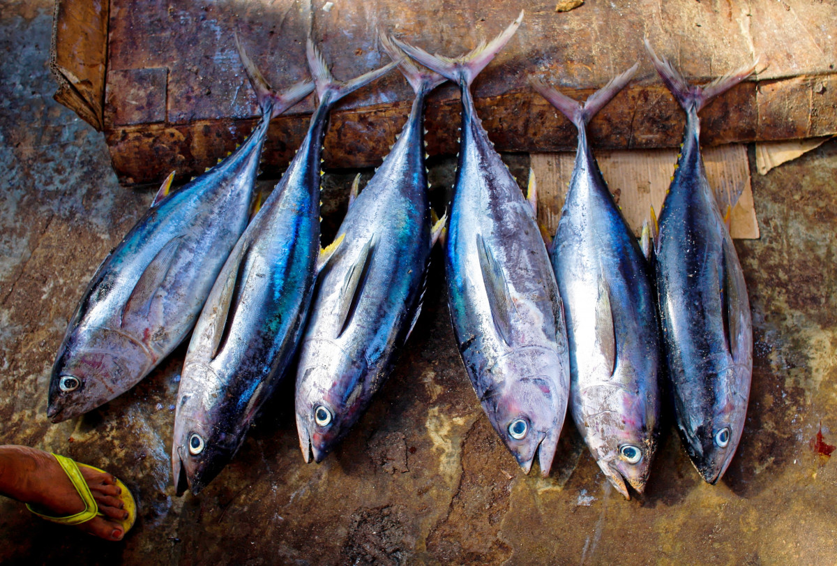 Comida, frutos do mar, fresco, mercado, peixe, sardinha, Barbatana, marinho, cru, Bonito, apanhado, Escalas, Leiteiro, pegar, arenque, cavalinha, atum, peixe defumado, Peixe forrageiro, peixe oleoso, Capelão, atum