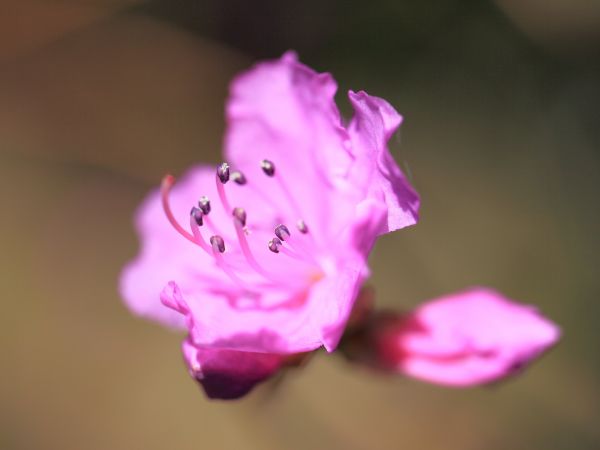 花,工場,写真,花,花弁,高い