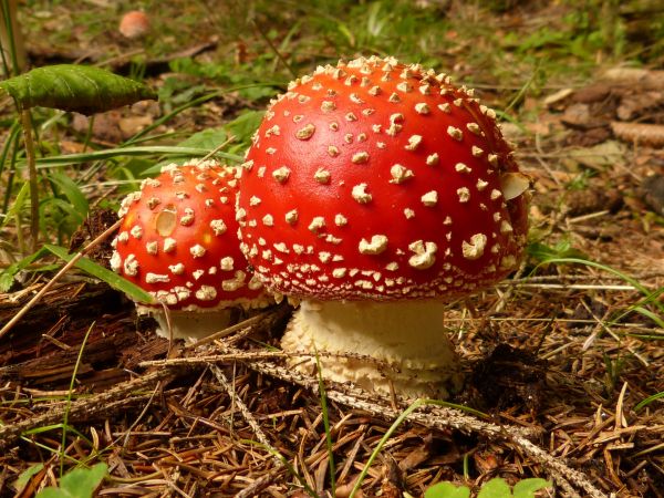 la nature,forêt,rouge,l'automne,botanique,champignon