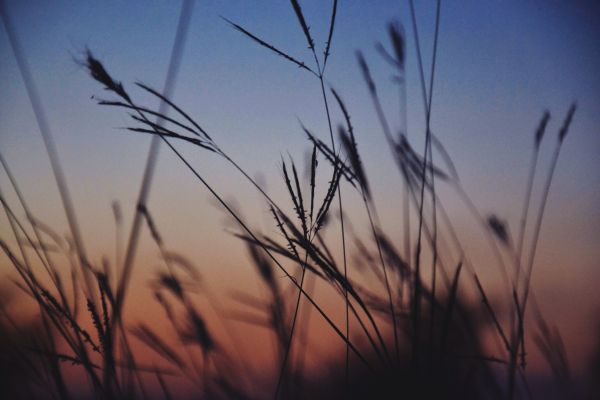 gras,hemel,tak,vervagen,fabriek,zonsondergang