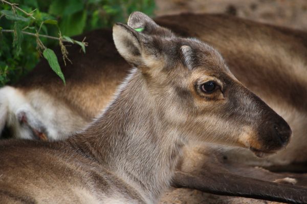 natur,djur-,vilda djur och växter,rådjur,Zoo,makro