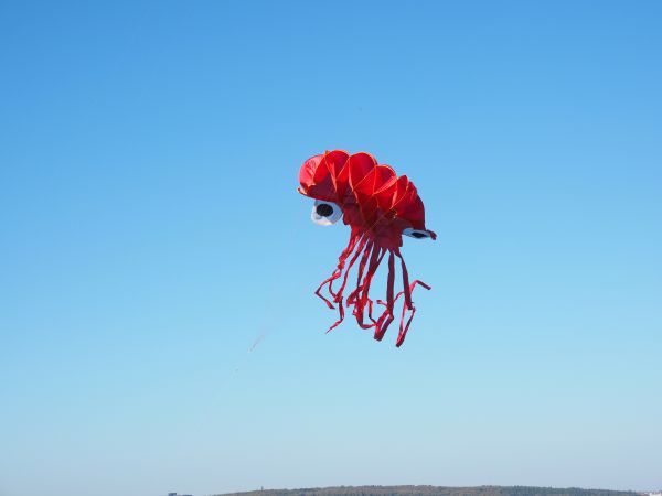 cielo,autunno,blu,mare,fiore,rosso