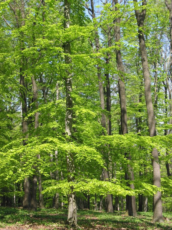 tre,skog,anlegg,blomst,portrett,grønn