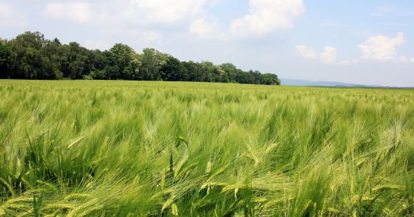 paesaggio, natura, erba, pianta, cielo, campo