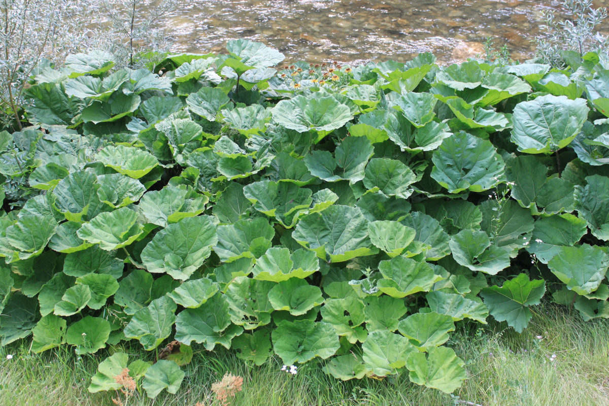 pianta, foglia, fiore, verde, erba, produrre, verdura, giardino, pianta acquatica, piante, le foglie, groundcover, gigante, Romania, Gorj, pianta fiorita, butterbur, Petasites, pianta annuale, impianto di terra, Apiales, centella, albus, hybridus, Sohodol