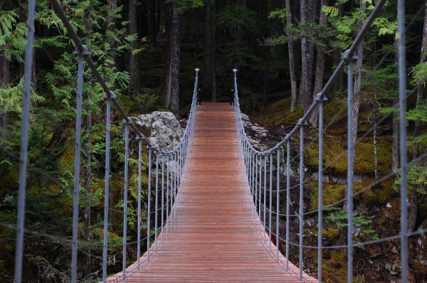 Baum,Wasser,Wald,Holz,Brücke,Pfad