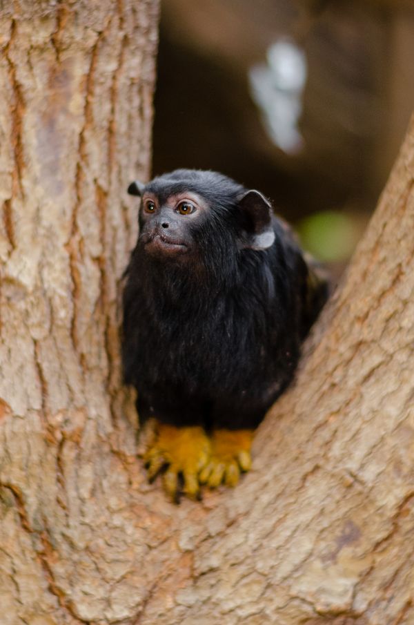 bokeh, picioare, animal, drăguţ, animale sălbatice, grădină zoologică