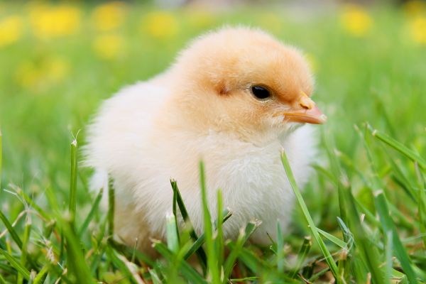 nature,bird,cute,wildlife,grass,flower