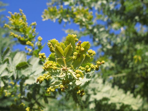 boom, natuur, tak, bloesem, fabriek, fruit