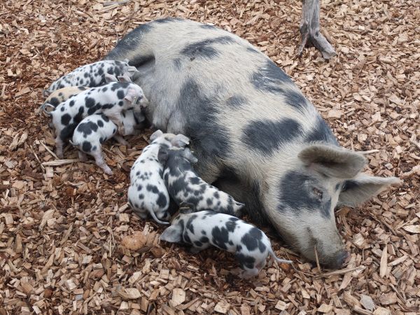 ferme,faune,animal de compagnie,mammifère,faune,dormir