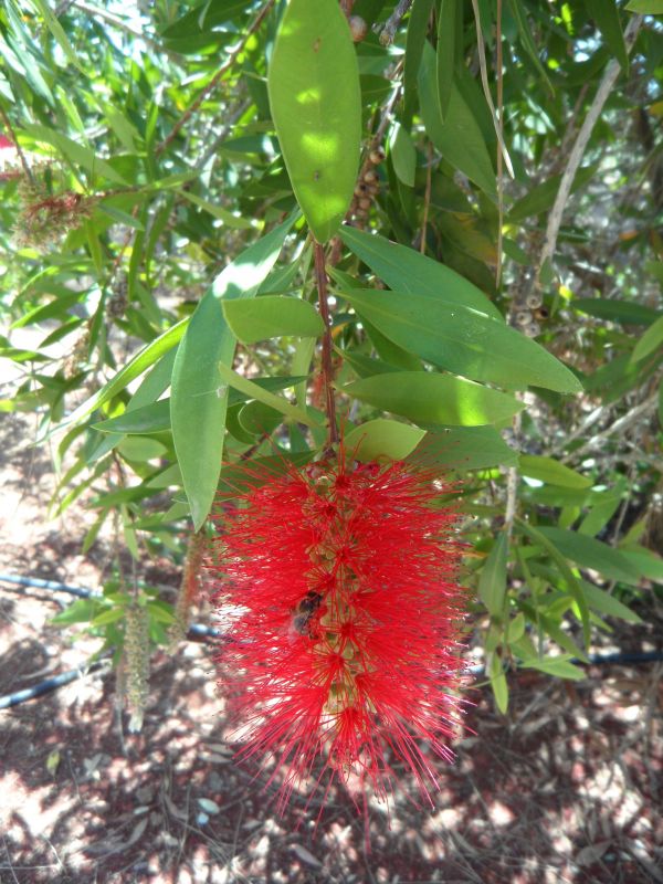 tree,blossom,plant,leaf,flower,fruit